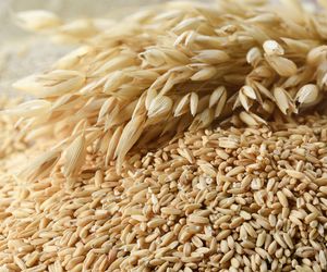 Napar z owsa i herbata owsiana - jakie mają właściwości zdrowotne?