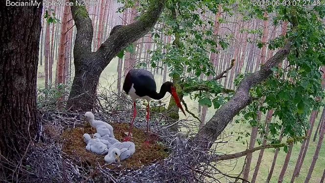 Bocian czarny wyrzucił z gniazda dwa pisklaki