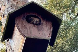 Wiewiórki wybrały sobie na opiekuna pana Krystiana. Założyły rodzinę tam, gdzie się ich najmniej spodziewał