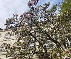 Magnolie na Dziedzińcu KUL - ponownie zachwycają swoim pięknem