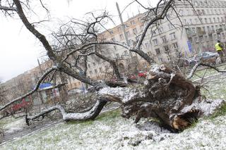 Śnieżyca, wichura w Warszawie