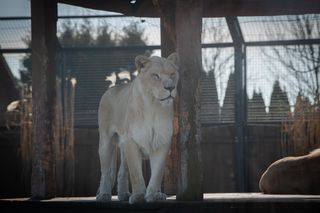 Międzynarodowy Dzień Lwa 2025