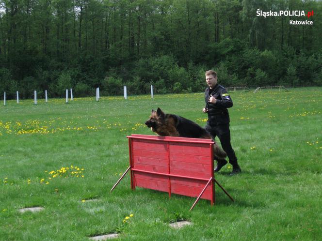 Katowice: Policjantka Kora odeszła na emeryturę. Tropiła dilerów narkotyków