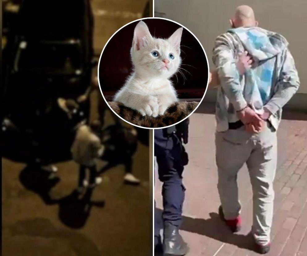 Krwawa zemsta za kota? Kilka lat czekał na taką okazję. Zaatakował swojego znajomego młotkiem. „Bił i kopał go po całym ciele”