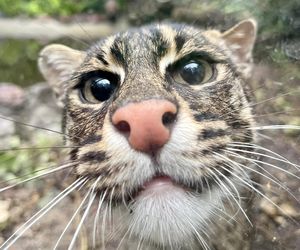 Taraje urodziły się w toruńskim zoo. Fenomen na skalę światową