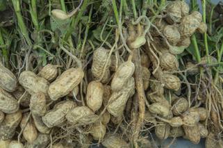 Orzeszki ziemne – jak je uprawiać w Polsce? Warunki uprawy, pielęgnacja, zbiory orzechów arachidowych