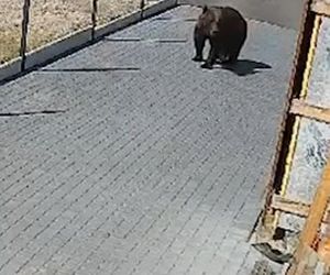 Niedźwiedź w Wilnie