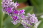 Callisia warszewicziana
