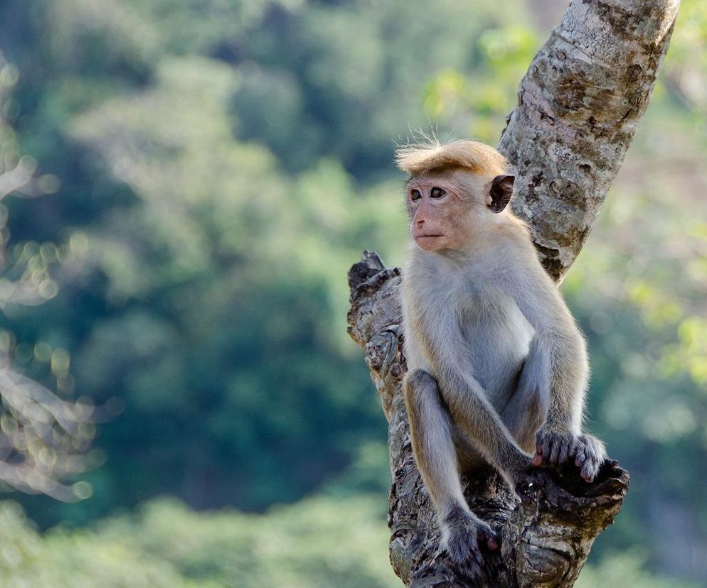 Sri Lanka