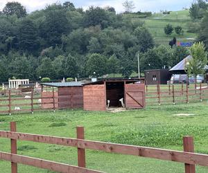 Muszyńskie ogrody zachwycają pięknem. Wyjątkowe miejsce na mapie Małopolski 