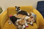 Pierwsza w Polsce kawiarnia z psami Corgi
