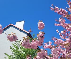 Różowa alejka na Pieczewie robi furorę w sieci. To najbardziej instagramowe miejsce w Olsztynie