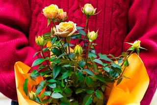 Kwiaty doniczkowe na Dzień Matki