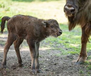 Narodziny żubrzyczki we wrocławskim zoo! Poznajcie Porzeczkę! [FOTO]