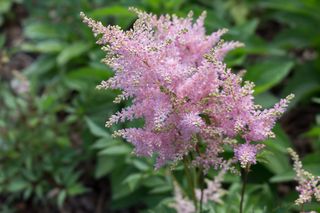 Tawułka japońska - Astilbe japonica