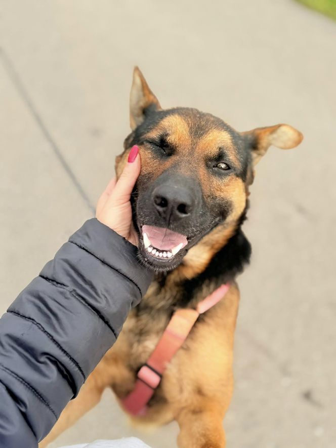 Grześ skazany na śmierć w męczarniach. Bestia przywiązała go do drzewa! "Błagamy o pomoc"