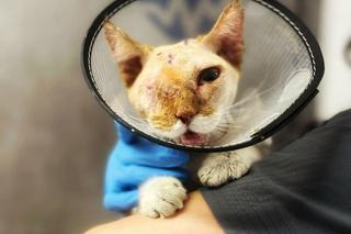 Kot Elwis po operacji