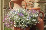 Lobelia
