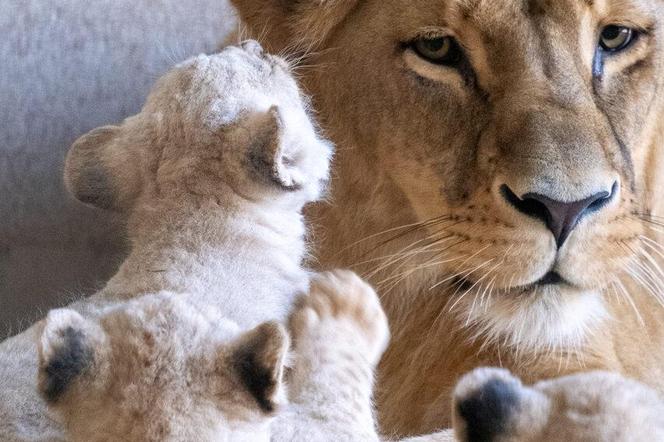 W Śląskim Ogrodzie Zoologicznym przyszły na świat cztery lwiątka! 