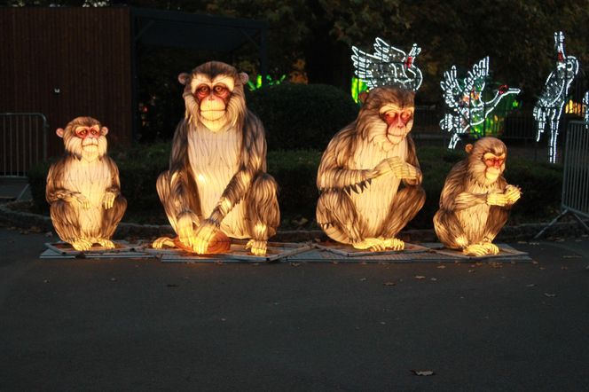 "Garden of Lights" ponownie rozświetlił wrocławskie zoo