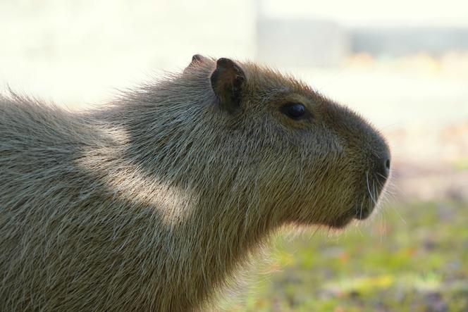 We wrocławskim zoo urodziły się kapibary