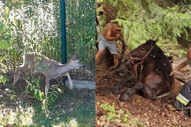 Nietypowe interwencje służb. Strażacy-ochotnicy uratowali stado koni, a strażnicy miejscy sarenki