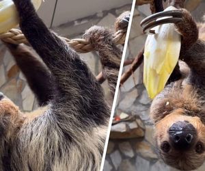 Co ty wiesz o chillowaniu? Poznaj mistrza relaksu z ZOO Wrocław