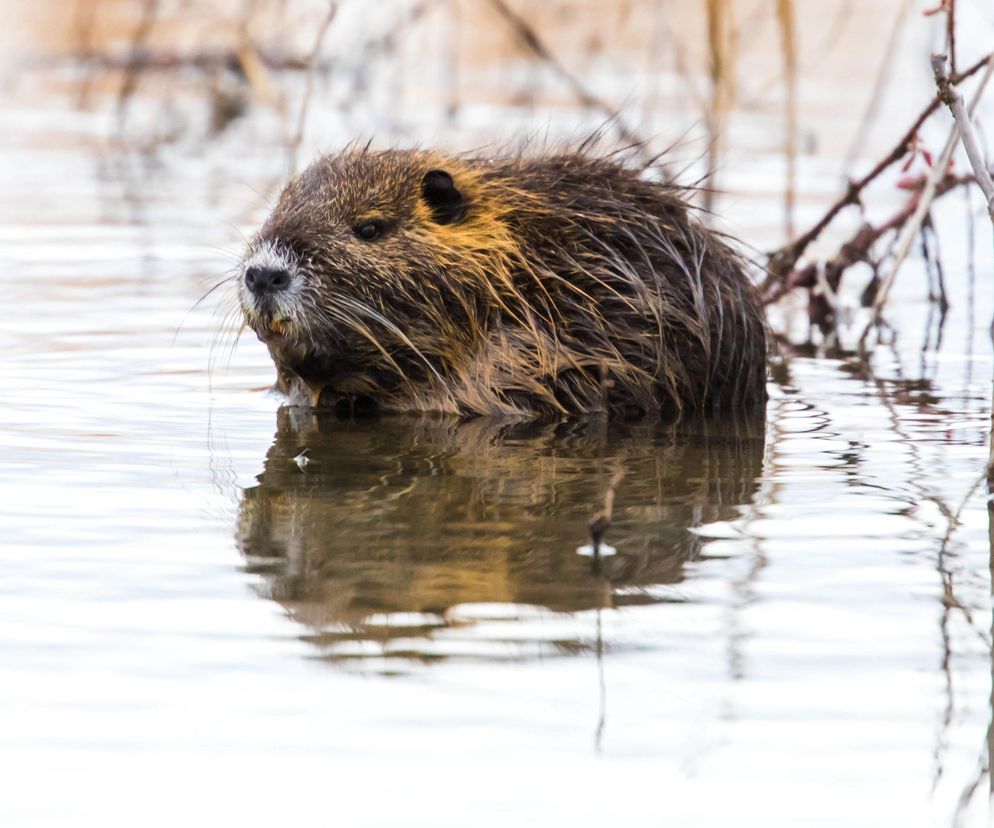 Nutria