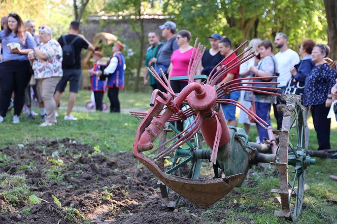 W skansenie w Lublinie pokazali, jak dawniej wyglądały wykopki kartoflane