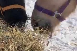 Kuce z Ady kradną sianko