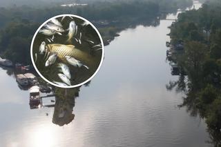 Śnięte ryby w Odrze. Wyłowiono aż 600 kg! Koszmar ze złotymi algami wrócił?