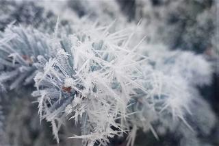 Zjawiskowa szadź w Szczecinie