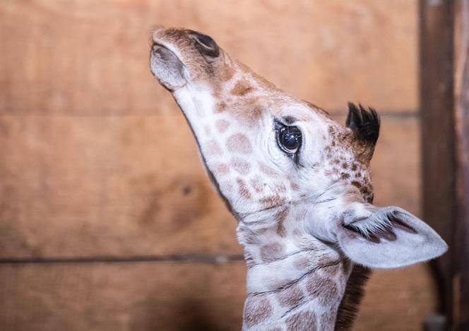 Mała żyrafa w zoo we Wrocławiu. Zobacz, jak poradziła sobie na swojej pierwszej sesji. Prawdziwy słodziak! 