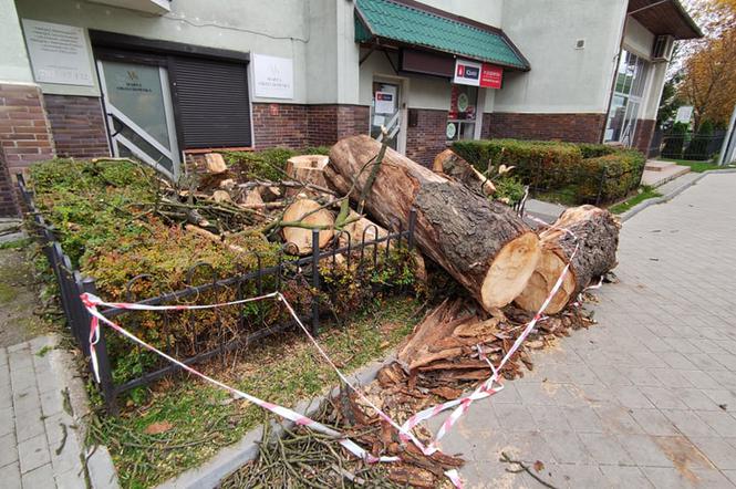 Wichura powaliła drzewo w Toruniu