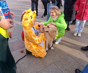 33. Finał WOŚP z grupą krakowskich Golden Retrieverów