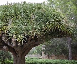 Dracena smocza