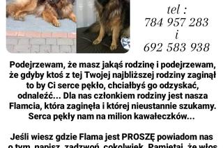 Ogromna nagroda za wskazanie miejsca pobytu psa