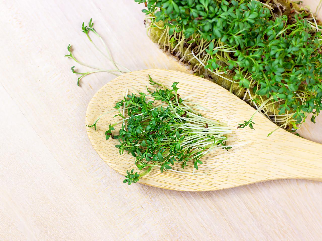 Jakie witaminy ma rzeżucha i dlaczego warto ją sadzić i jeść nie tylko w Wielkanoc? 