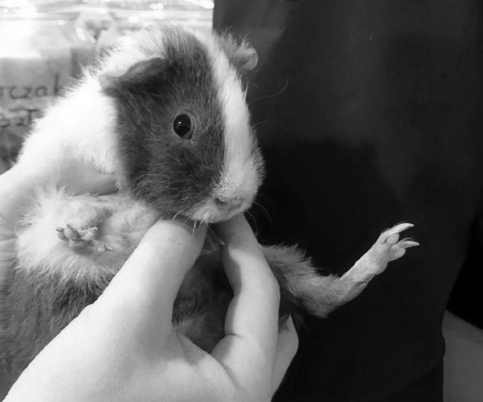 Nie żyje zagłodzona i wyrzucona do śmietnika świnka morska. „Nie miał najmniejszych szans”