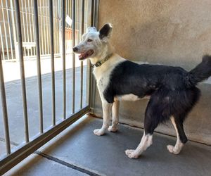 ​Śmieciarki ze zdjęciami psów wyjechały na ulice Leszna. Ruszyła akcja „Czysta Miłość”