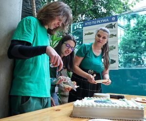 Hugo z ZOO baluje! Hipopotam z Warszawy ma 18 lat i dowód osobisty