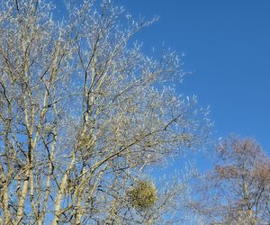 Pierwsze oznaki wiosny w Olsztynie. W mieście są już pąki na drzewach