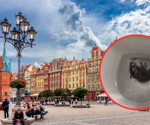 Plaga szczurów we Wrocławiu. Gryzonie dostają się do domów przez kanalizację