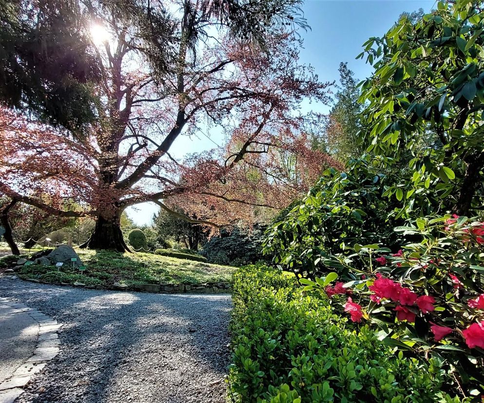 Wyjątkowe Arboretum Wojsławice. Tysiące roślin pod Wrocławiem