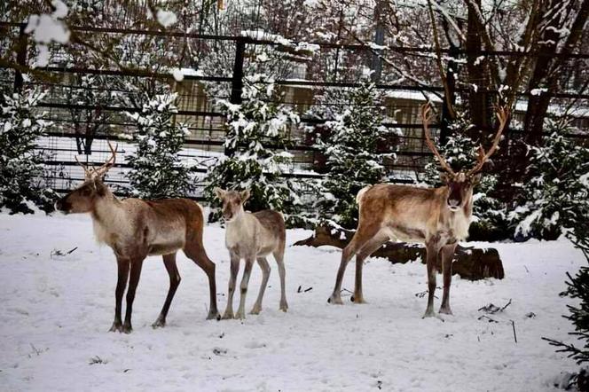 Zimowe harce na śniegu - zwierzaki z płockiego zoo szaleją ZOBACZ ZDJĘCIA!