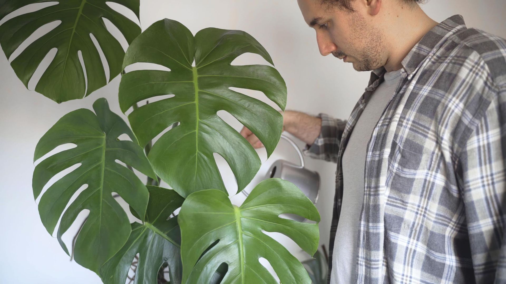 philodendron bipennifolium golden Philodendron bipennifolium 'Golden Violin' – Foliage Factory main image 0