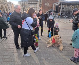 33. Finał WOŚP z grupą krakowskich Golden Retrieverów