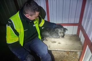 Kołobrzescy policjanci uratowali rannego psa. Trwają poszukiwania właściciela