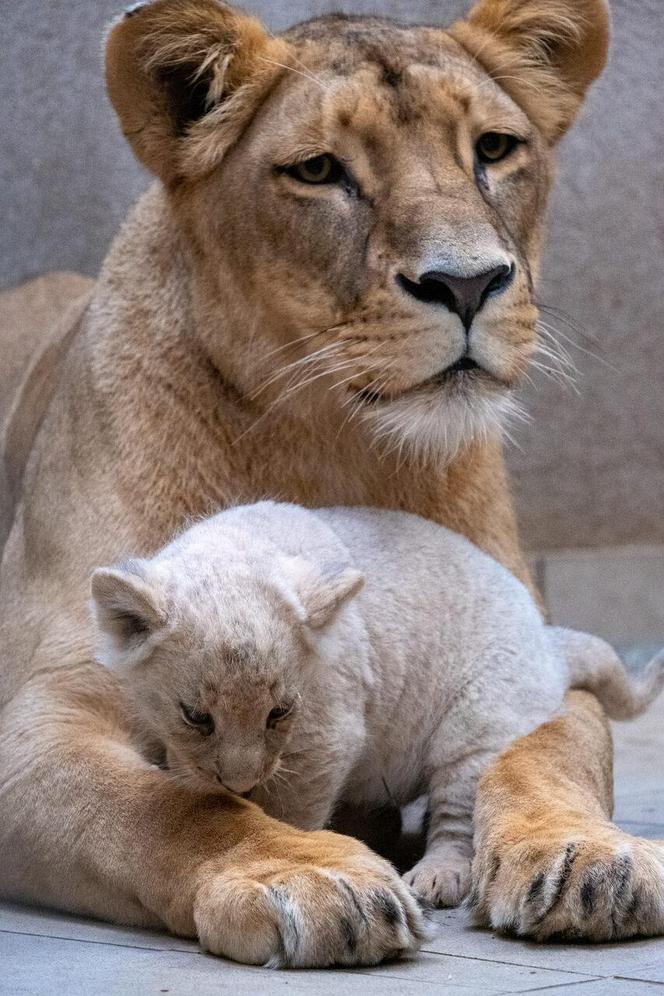 W Śląskim Ogrodzie Zoologicznym przyszły na świat cztery lwiątka! 