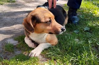 Śliczny kundelek uwięziony w worku na ziemniaki. Uratowały go dzieci wracające ze szkoły